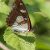 Blauwe IJsvogelvlinder - Limenitis reducta (Griekenland)