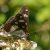 Blauwe IJsvogelvlinder - Limenitis reducta (Griekenland)