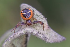 Blinkende Krabspin - Synema globosum