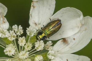 Blinkende Prachtkever - Anthaxia nitidula