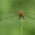 Bloedrode Heidelibel - Sympetrum sanguineum