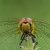 Bloedrode Heidelibel - Sympetrum sanguineum