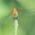 Bloedrode Heidelibel - Sympetrum sanguineum