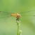 Bloedrode Heidelibel - Sympetrum sanguineum