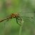 Bloedrode Heidelibel - Sympetrum sanguineum