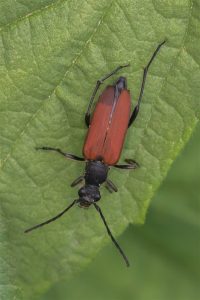 Bloedrode Smalboktor - Anastrangalia sanguinolenta