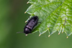 Bloemkever - Senicopus pilosus