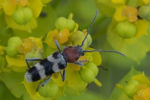 Boktor - Chlorophorus trifasciatus