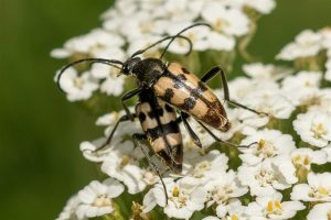 Boktor - Pachytodes erraticus