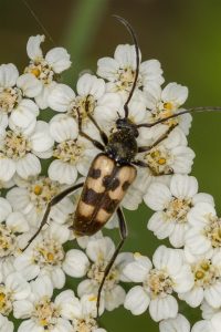 Boktor - Pachytodes erraticus