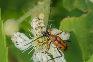 Boktor - Stenurella septempunctata