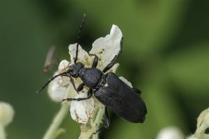 Boktor - Stictoleptura scutellata