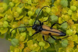 Boktor - Vadonia bisignata