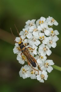 Boktor - stenopterus flavicornis