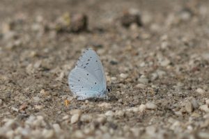 Boomblauwtje - Celastrina argiolus - man