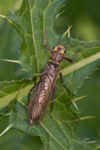 Borstelsteenvlieg - Perla marginata