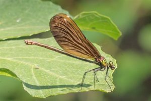 Bosbeekjuffer - Calopteryx virgo