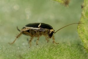 Boskakkerlak -Ectobiidae spec