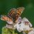 Bosparelmoervlinder - Melitaea athalia (Griekenland)