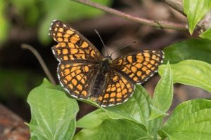 Bosparelmoervlinder - Melitaea athalia