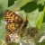 Bosparelmoervlinder - Melitaea athalia (Griekenland)