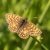 Bosparelmoervlinder - Melitaea athalia of oostelijke (Griekenland)