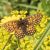 Bosparelmoervlinder - Melitaea athalia of zuidelijke (Griekenland)