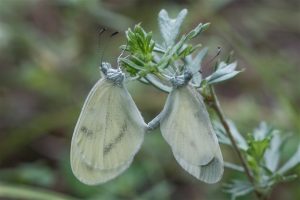 Boswitje - Leptidea sinapis