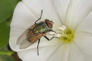 Brom-vleesvlieg - Calliphoridae spec