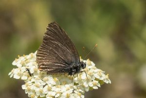 Bruine Eikenpage - Satyrium ilicis - man