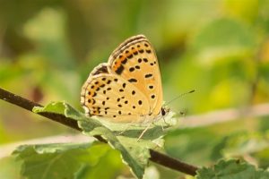 Bruine Vuurvlinder - Lycaena tityrus - vrouw