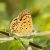 Bruine Vuurvlinder - Lycaena tityrus - vrouw (Griekenland)