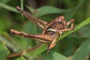 Duinsabelsprinkhaan nimf - Platycleis albopunctata