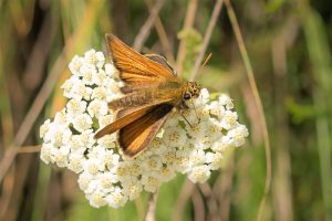 Dwergdikkopje - Thymelicus acteon - niet zeker