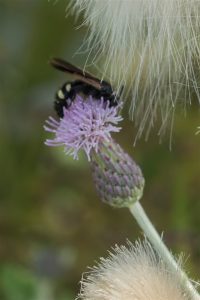 Geelstreepdolkwesp - Scolia hirta