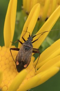 Geelzoomsierblindwants - Adelphocoris seticornis