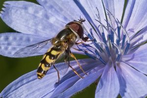 Gele Halvemaanzweefvlieg - Scaeva selenitica