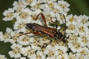 Getailleerde Boktor - Stenopterus rufus