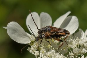 Getailleerde Boktor - Stenopterus rufus