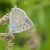 Getand Blauwtje - Polyommatus daphnis (Griekenland)