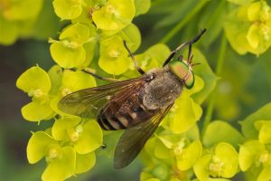 Gewone Bloemdaas - Philipomyia aprica