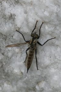 Gewone Roofvlieg - Tolmerus atricapillus