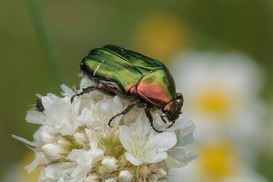 Gouden Tor - Cetonia aurata