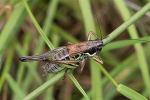 Greppelsprinkhaan - Roeseliana roeselii