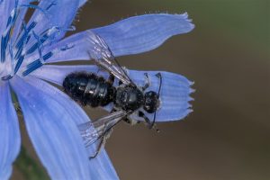 Groefbij - Systropha planidens (Griekenland)