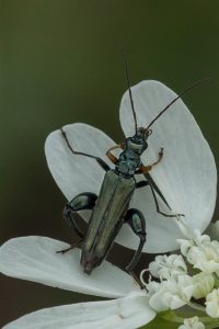 Groene Schijnboktor - Oedemera virescens