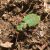 Groene Zandloopkever - Cicindela campestris