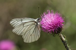 Groot Geaderd Witje - Aporia crataegi