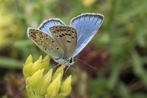 Groot Tragantblauwtje - Polyommatus escheri - man