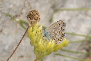 Groot Tragantblauwtje - Polyommatus escheri